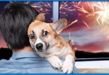 Fogos na virada de ano descumprem lei e agravam sofrimento de pessoas e animais